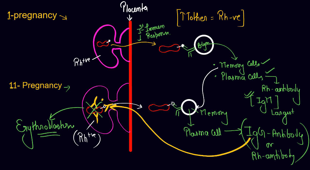 Blood Group - ABO Grouping and Rh Grouping_7.1