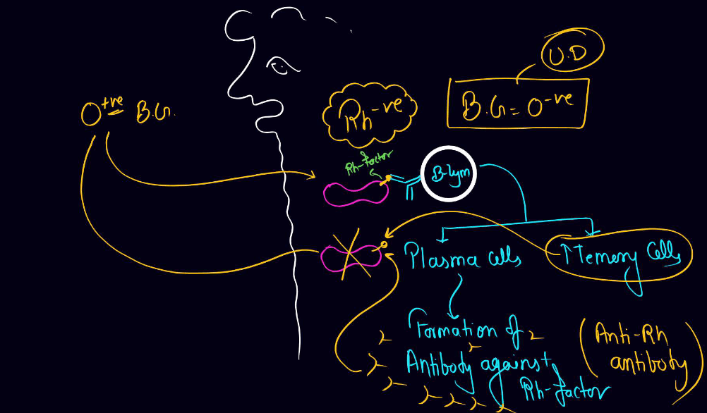 Blood Group - ABO Grouping and Rh Grouping_5.1