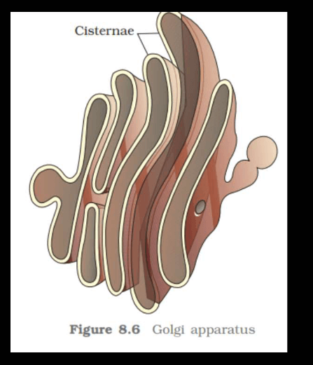 Endomembrane System - All the Organelle Components and Functions_11.1