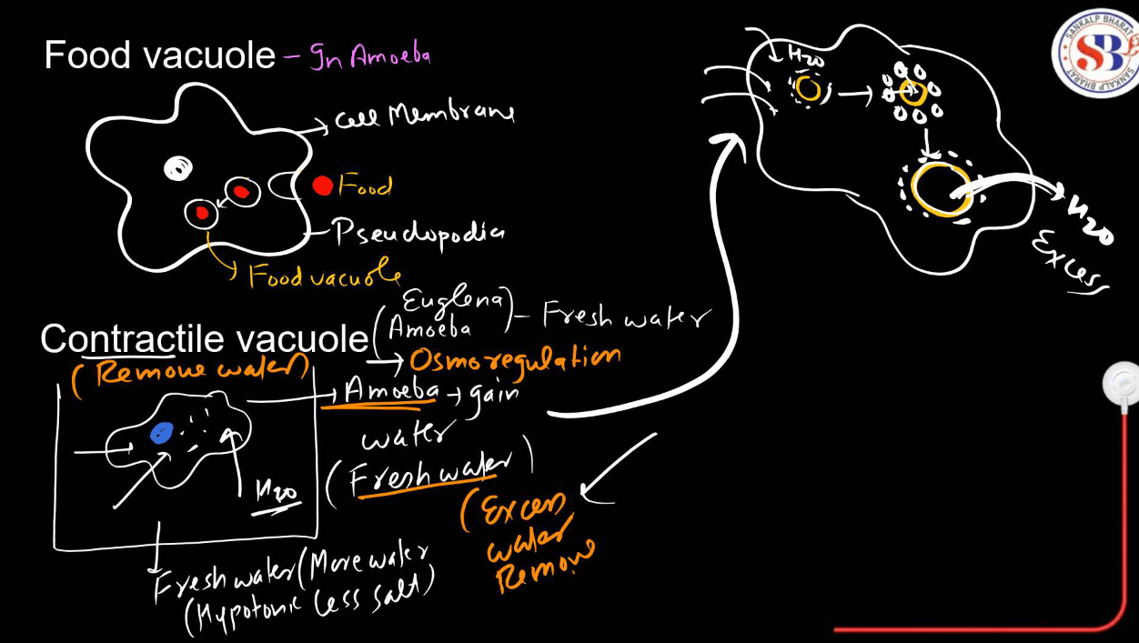 Endomembrane System - All the Organelle Components and Functions_17.1