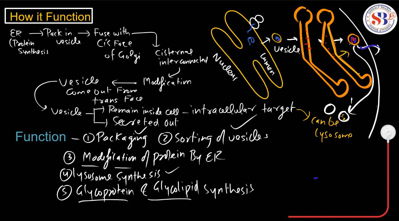 Endomembrane System - All the Organelle Components and Functions_13.1