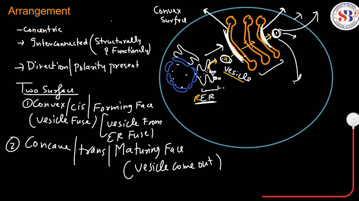 Endomembrane System - All the Organelle Components and Functions_12.1