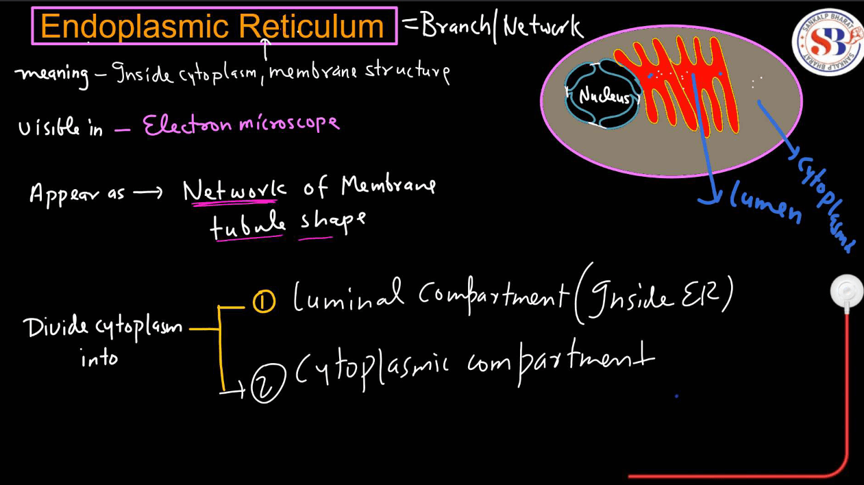 Endomembrane System - All the Organelle Components and Functions_6.1
