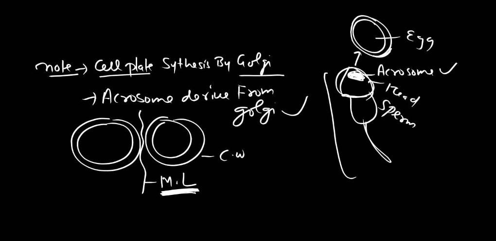 Endomembrane System - All the Organelle Components and Functions_14.1