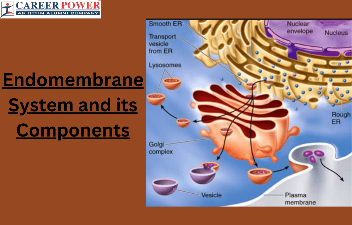 endomembrane system