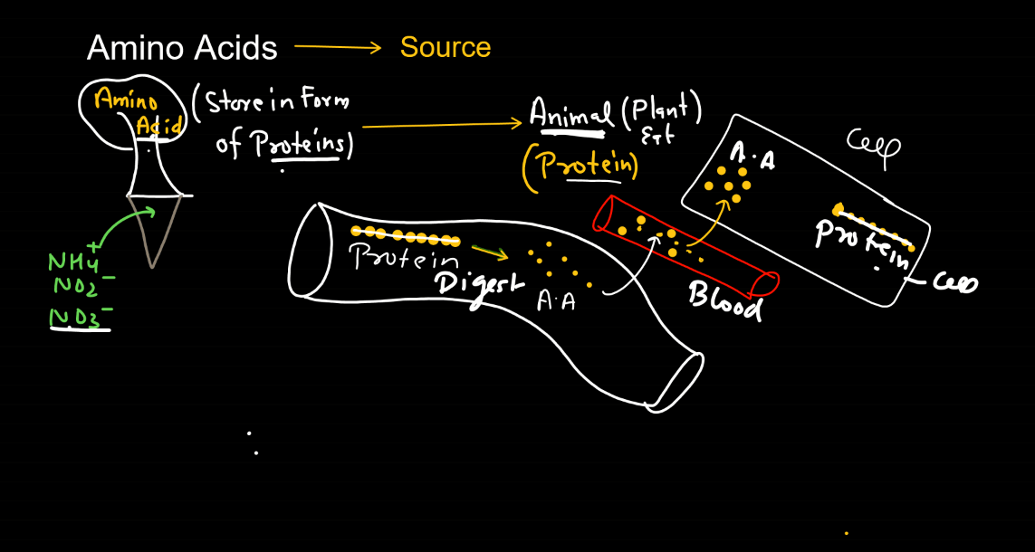 Amino Acids - List, Properties, Functions, Types_3.1