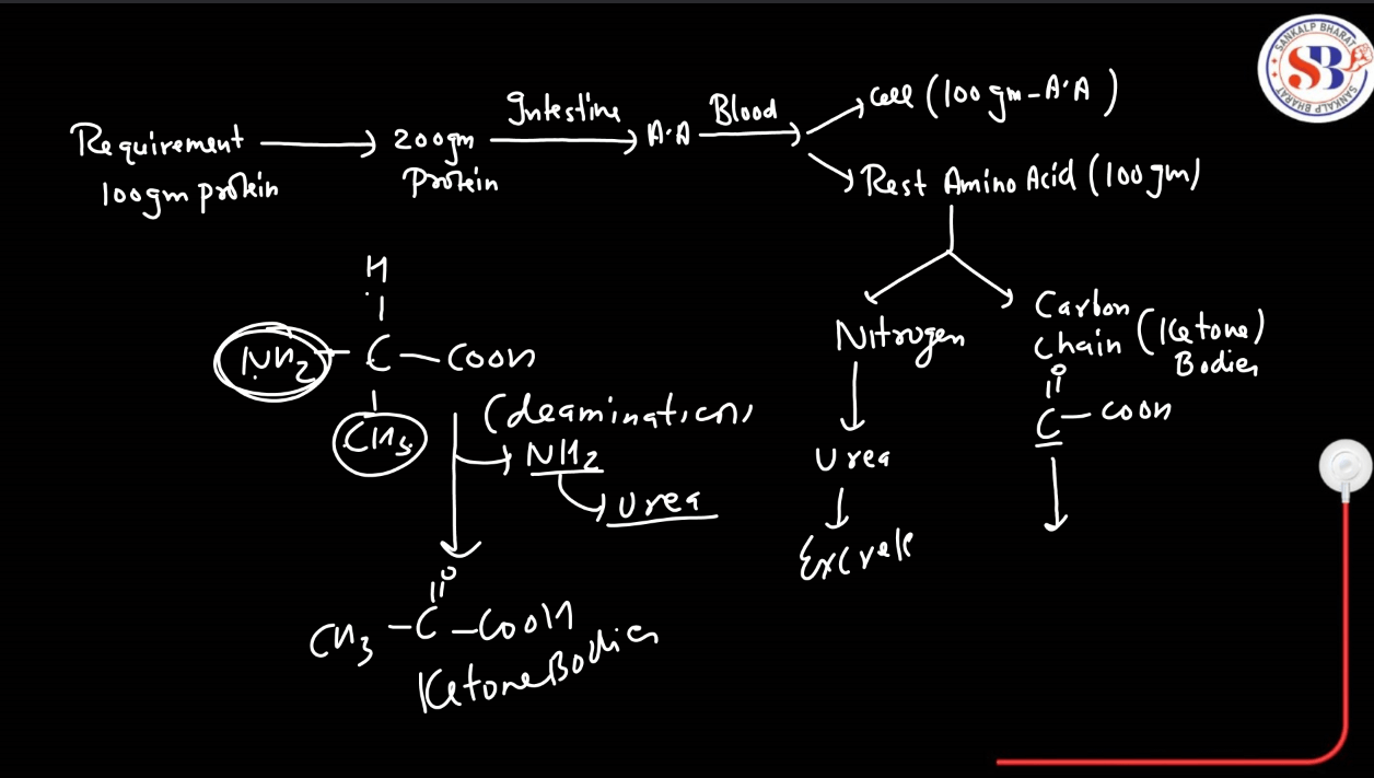 Amino Acids - List, Properties, Functions, Types_7.1