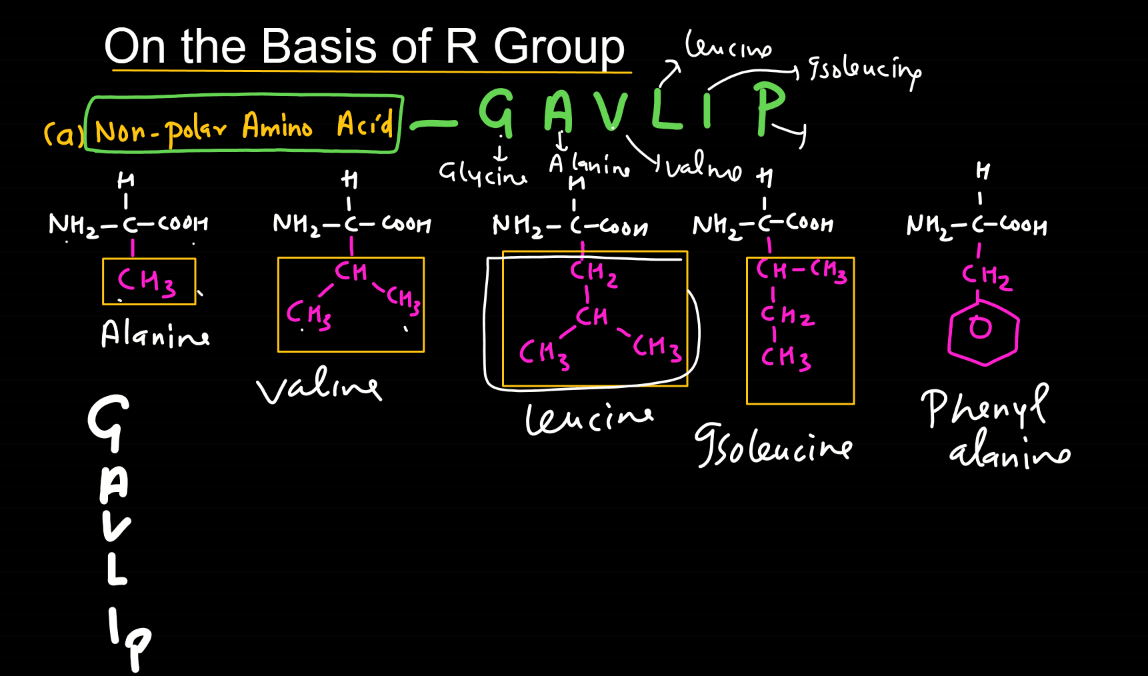 Amino Acids - List, Properties, Functions, Types_9.1