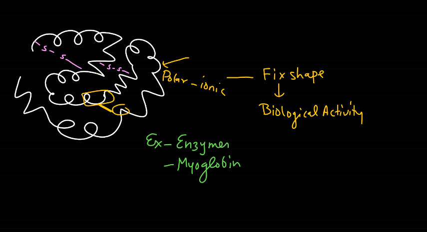 Protein: Definition, Structure, Types, and Functions_8.1