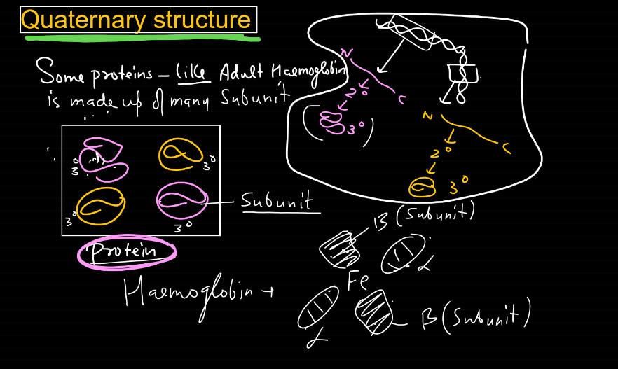 Protein: Definition, Structure, Types, and Functions_9.1