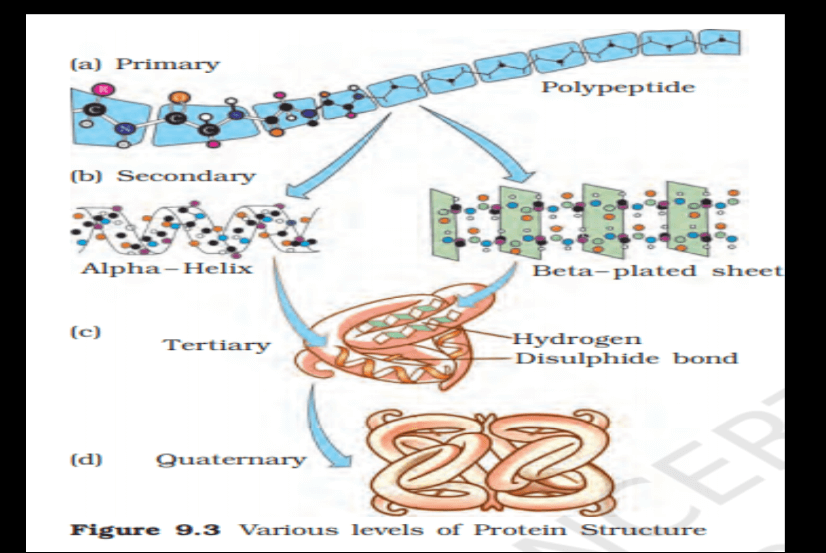 Protein: Definition, Structure, Types, and Functions_10.1