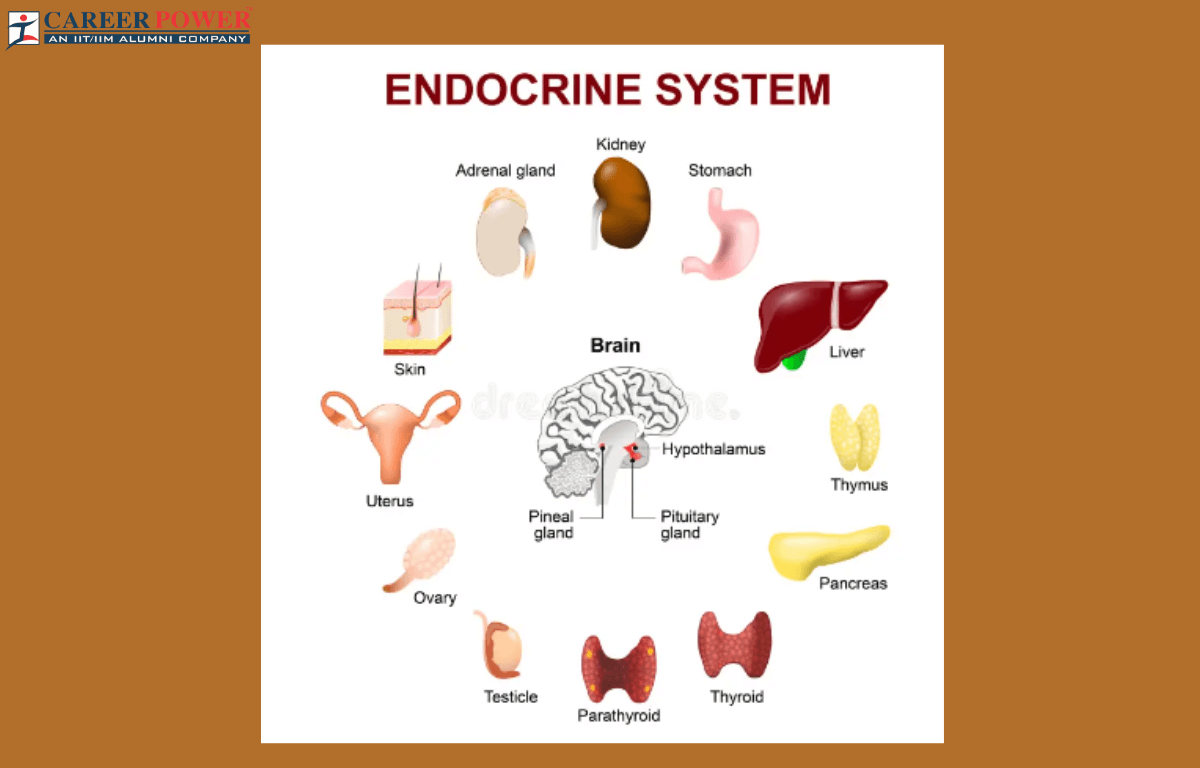endocrine system