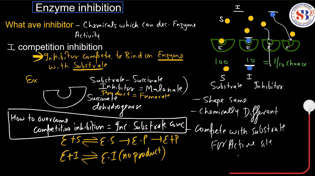 Enzymes: Definition, Functions, and their Structure_15.1