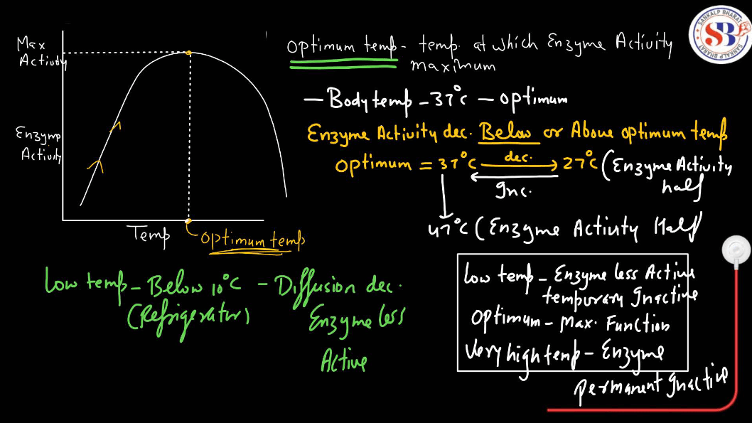 Enzymes: Definition, Functions, and their Structure_11.1