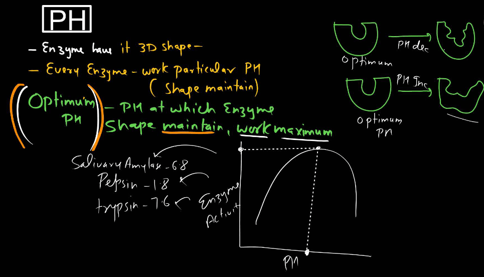Enzymes: Definition, Functions, and their Structure_12.1