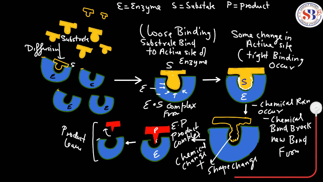 Enzymes: Definition, Functions, and their Structure_19.1