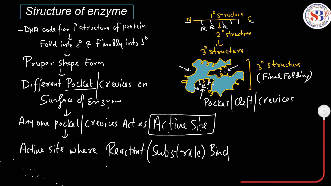 Enzymes: Definition, Functions, and their Structure_8.1