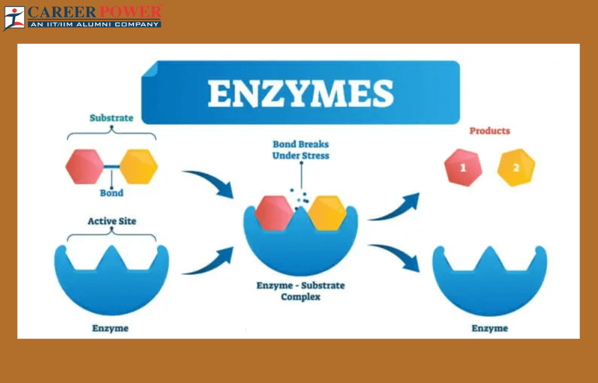 enzymes