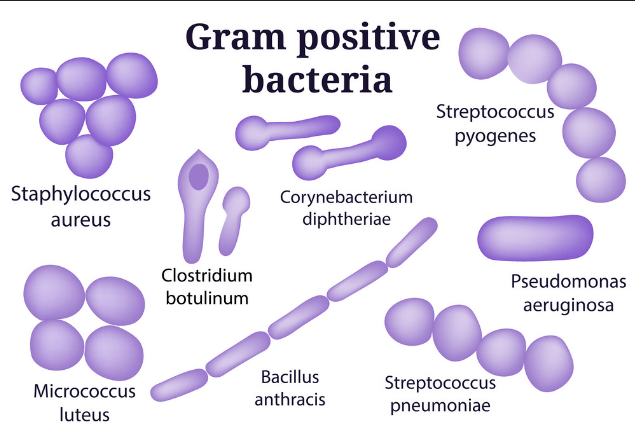 Difference Between Gram-Positive and Gram-Negative Bacteria_3.1