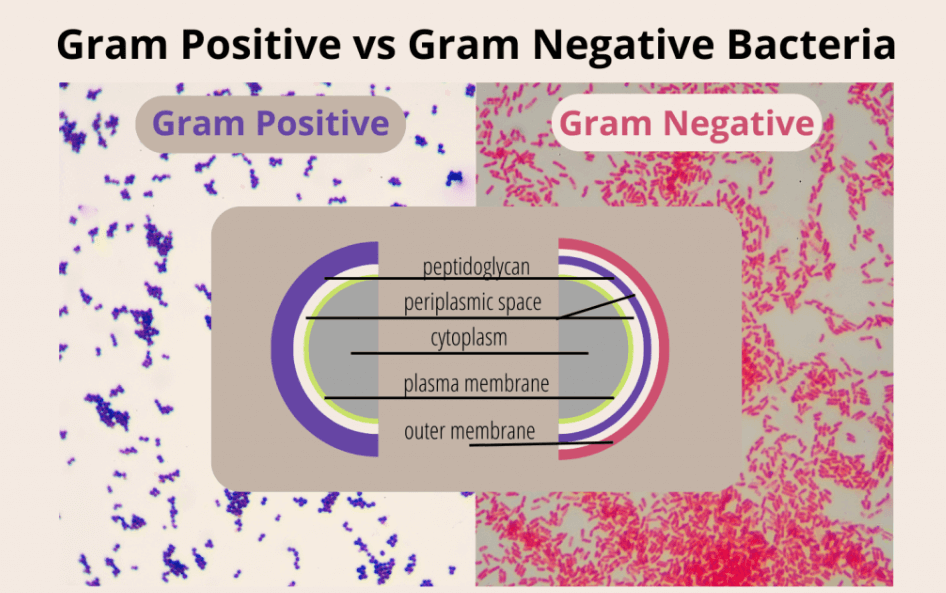 Difference Between Gram-Positive and Gram-Negative Bacteria_5.1
