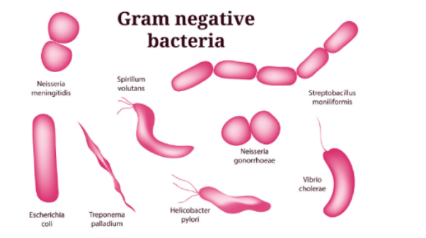 Difference Between Gram-Positive and Gram-Negative Bacteria_4.1