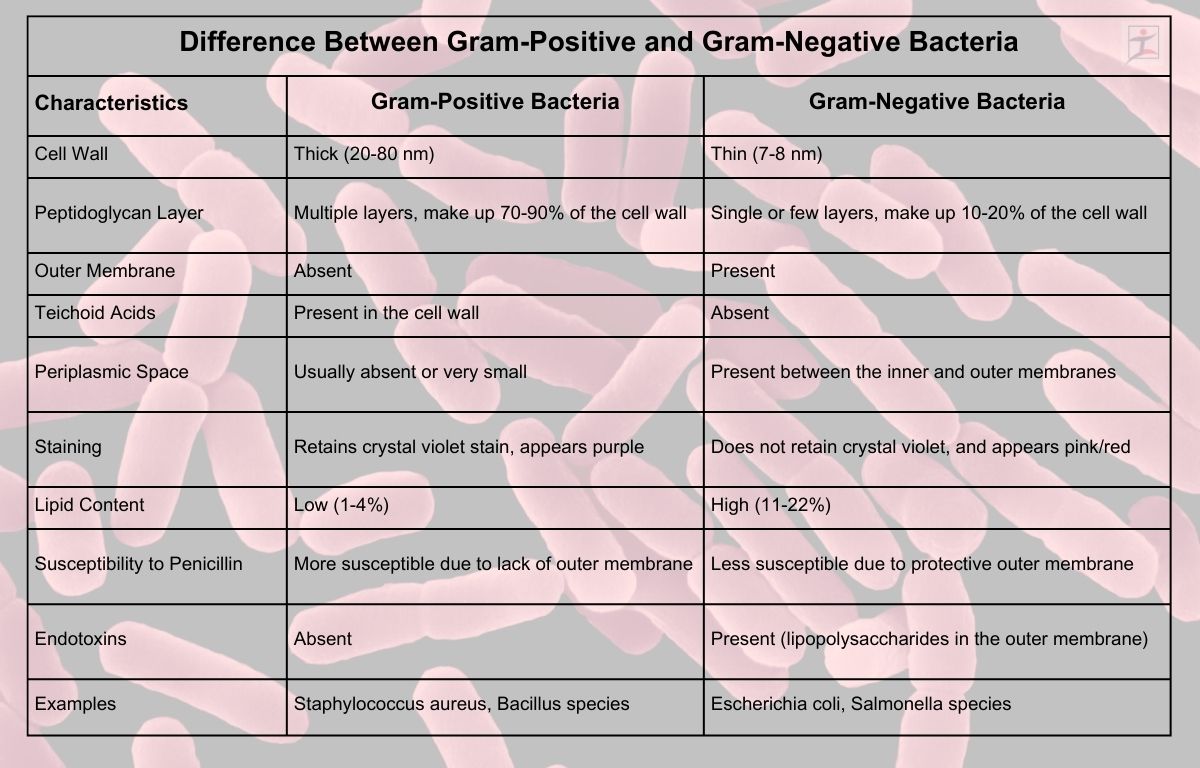 Difference Between Gram-Positive and Gram-Negative Bacteria