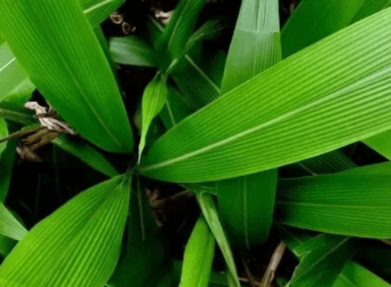 Difference Between Monocot Leaf and Dicot Leaf_3.1