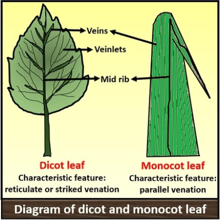 Difference Between Monocot Leaf and Dicot Leaf_5.1