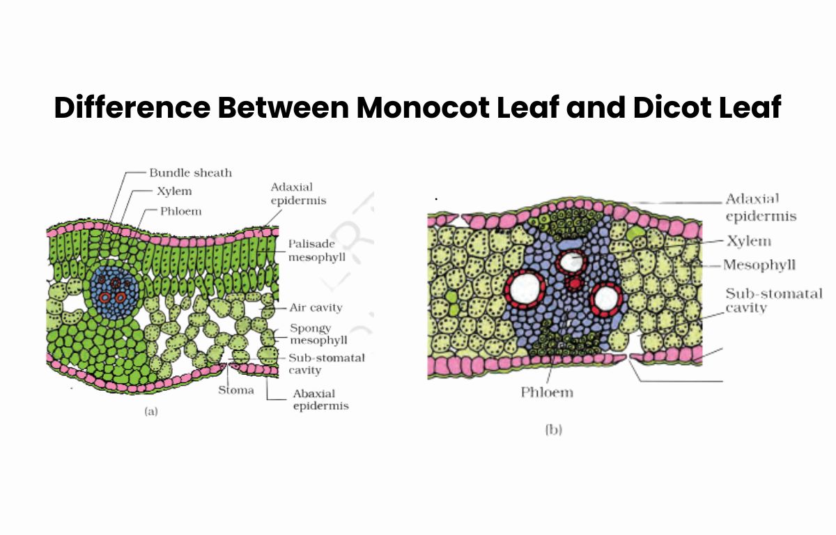 Bundle Sheath Cells Are Present In Dicot Leaf