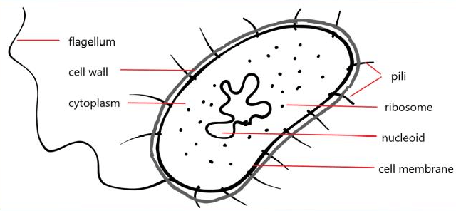 Prokaryotic Cell: Diagram, Definition and Examples_4.1