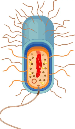 Prokaryotic Cell: Diagram, Definition and Examples_6.1