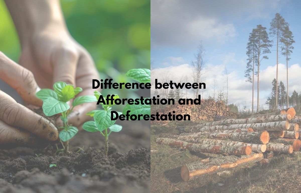 Afforestation Description Afforestation Description
