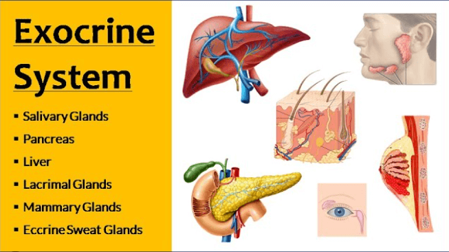 Exocrine Glands in Human Body, Structure, Types, Functions_3.1