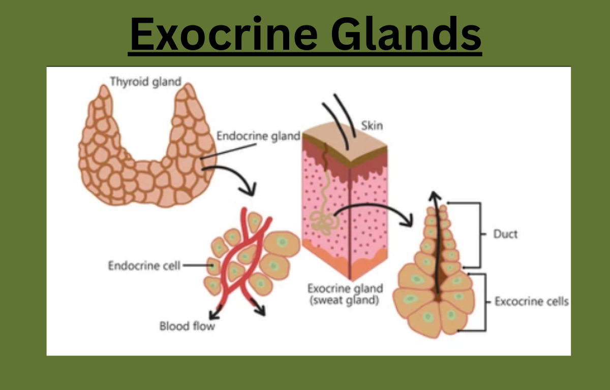 Exocrine glands