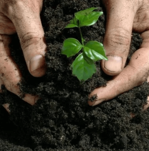 Biofertilizers - Define, Types, Components, Importance, Examples_5.1