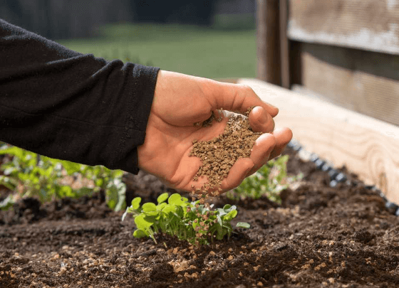 Biofertilizers - Define, Types, Components, Importance, Examples_3.1