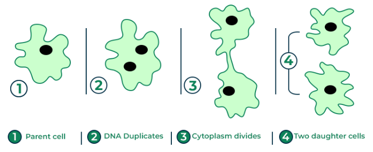 Binary Fission, Step by Step Process in Bacteria and Amoeba_6.1
