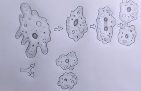Binary Fission, Step by Step Process in Bacteria and Amoeba_4.1