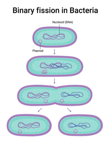 Binary Fission, Step by Step Process in Bacteria and Amoeba_5.1