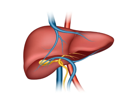 Liver Anatomy, Definition, Functions and Diseases_3.1