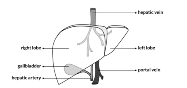 Liver Anatomy, Definition, Functions and Diseases_4.1