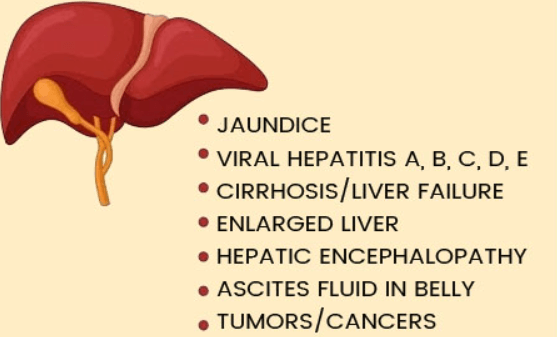 Liver Anatomy, Definition, Functions and Diseases_7.1