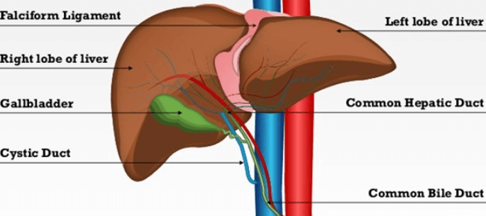 Liver Anatomy, Definition, Functions and Diseases_5.1