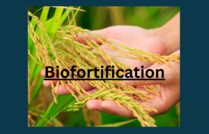 Biofortification