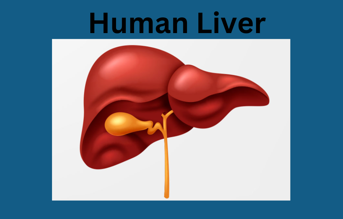 Liver