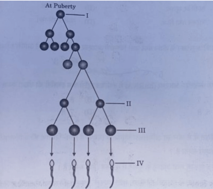 CBSE Class 12 Biology Answer Key 2025, Download SET Wise Question Paper Here_3.1