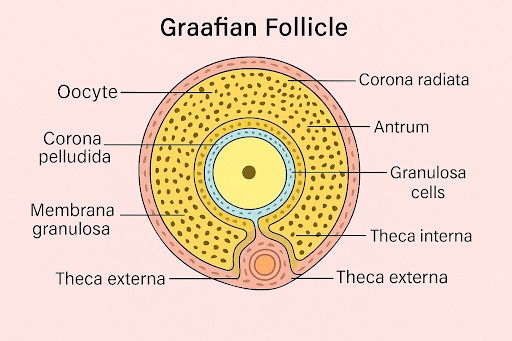 Graafian Follicle