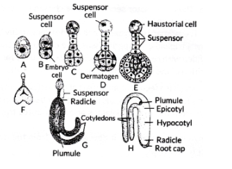 NCERT Solutions for Class 12 Biology Chapter 2 Sexual Reproduction in Flowering Plants, Download PDF Here_3.1