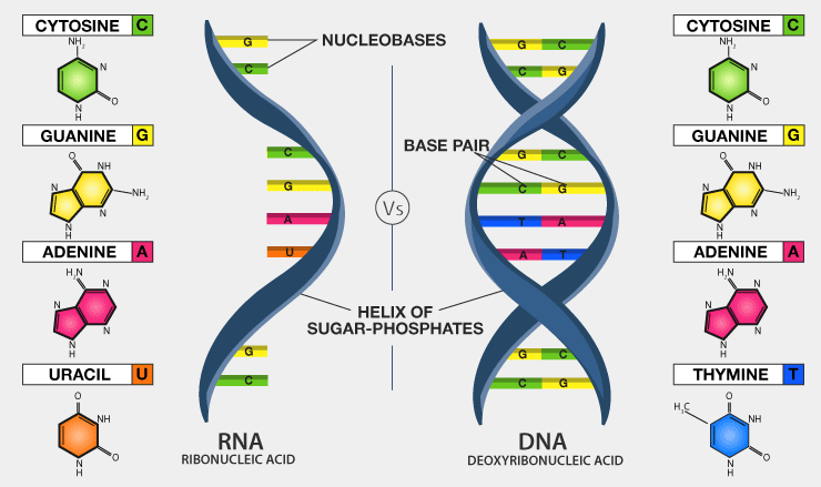Difference between DNA & RNA