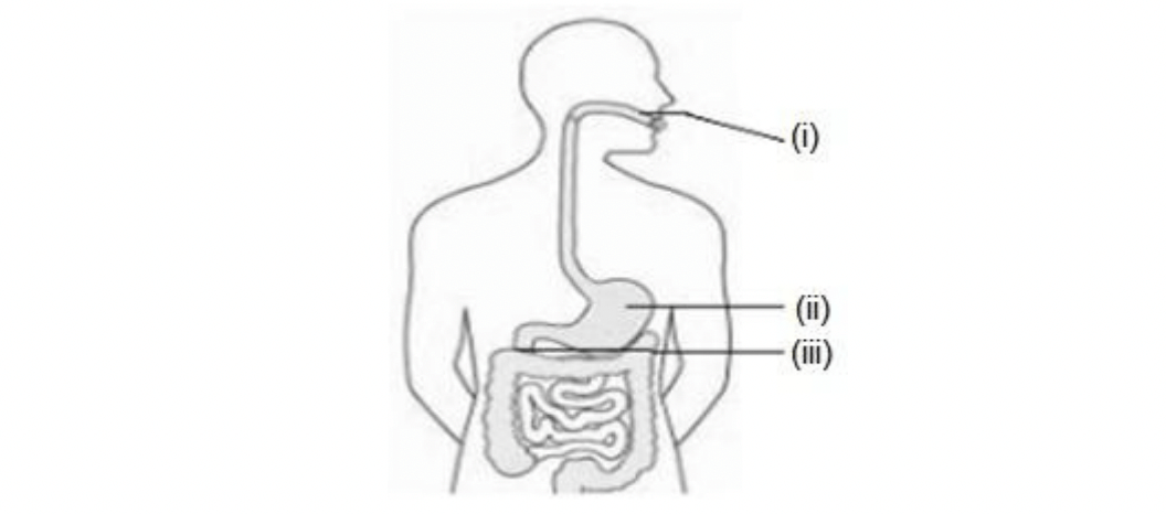 Science MCQ Question Term-1